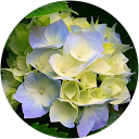 Hilda Maria Pereira Pereira profile picture
