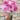Noiva Pink