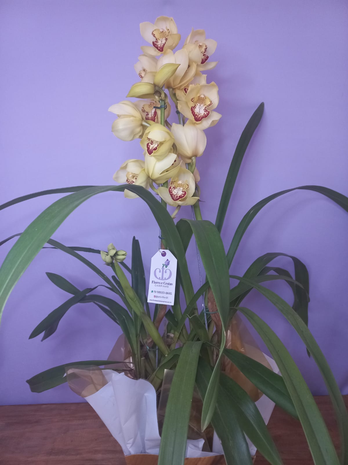 Orquídea Cymbidium II - Flores Buquês e Arranjos