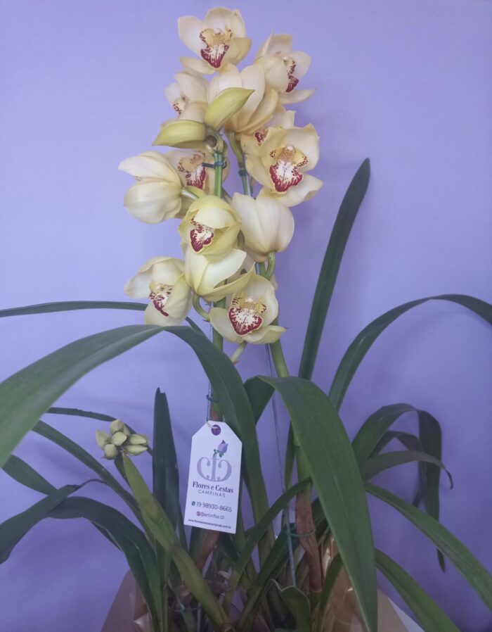 Orquídea Cymbidium II