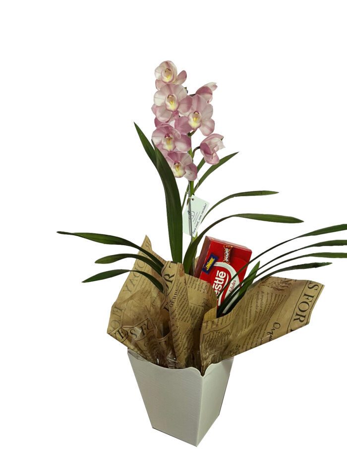 Orquídea Cymbidium com Bombom