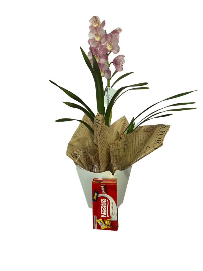Orquídea Cymbidium com Bombom - Imagem 2
